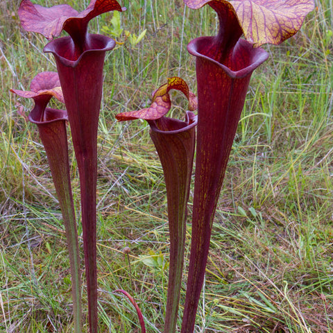 Group of tall burgundy Sarracenia flava var atropurpurea pitchers with veined lids in a grassy field