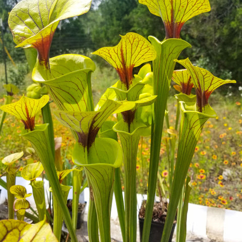 Sarracenia flava var ornata mother plant with tall yellow green pitchers and red veins