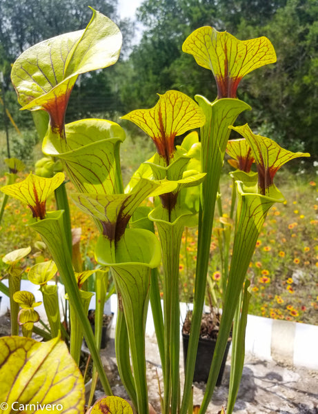 Sarracenia flava var. ornata