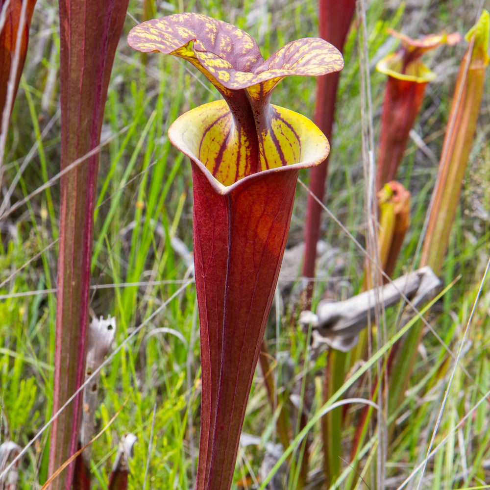 
                      
                        Sarracenia flava var. rubricorpora
                      
                    