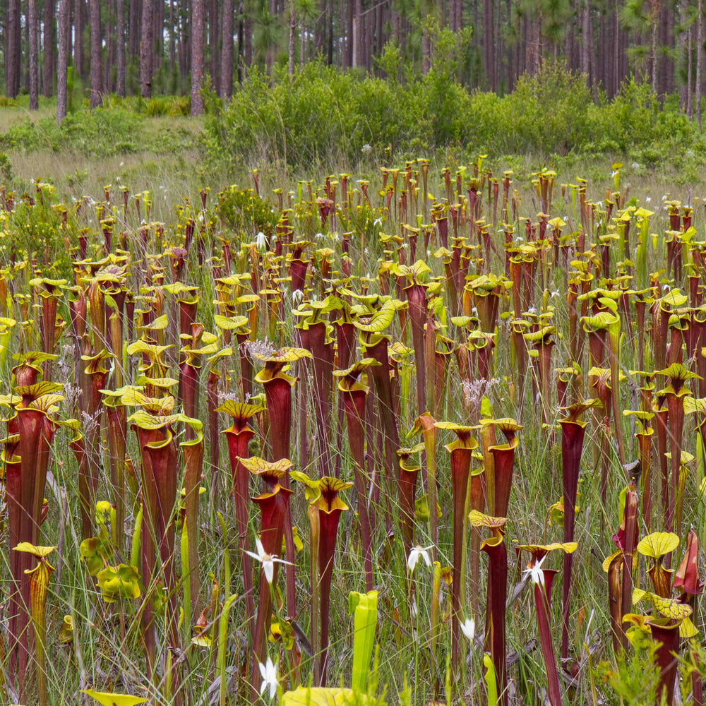 
                      
                        Sarracenia flava var. rubricorpora
                      
                    