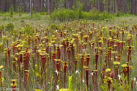 Sarracenia flava var. rubricorpora