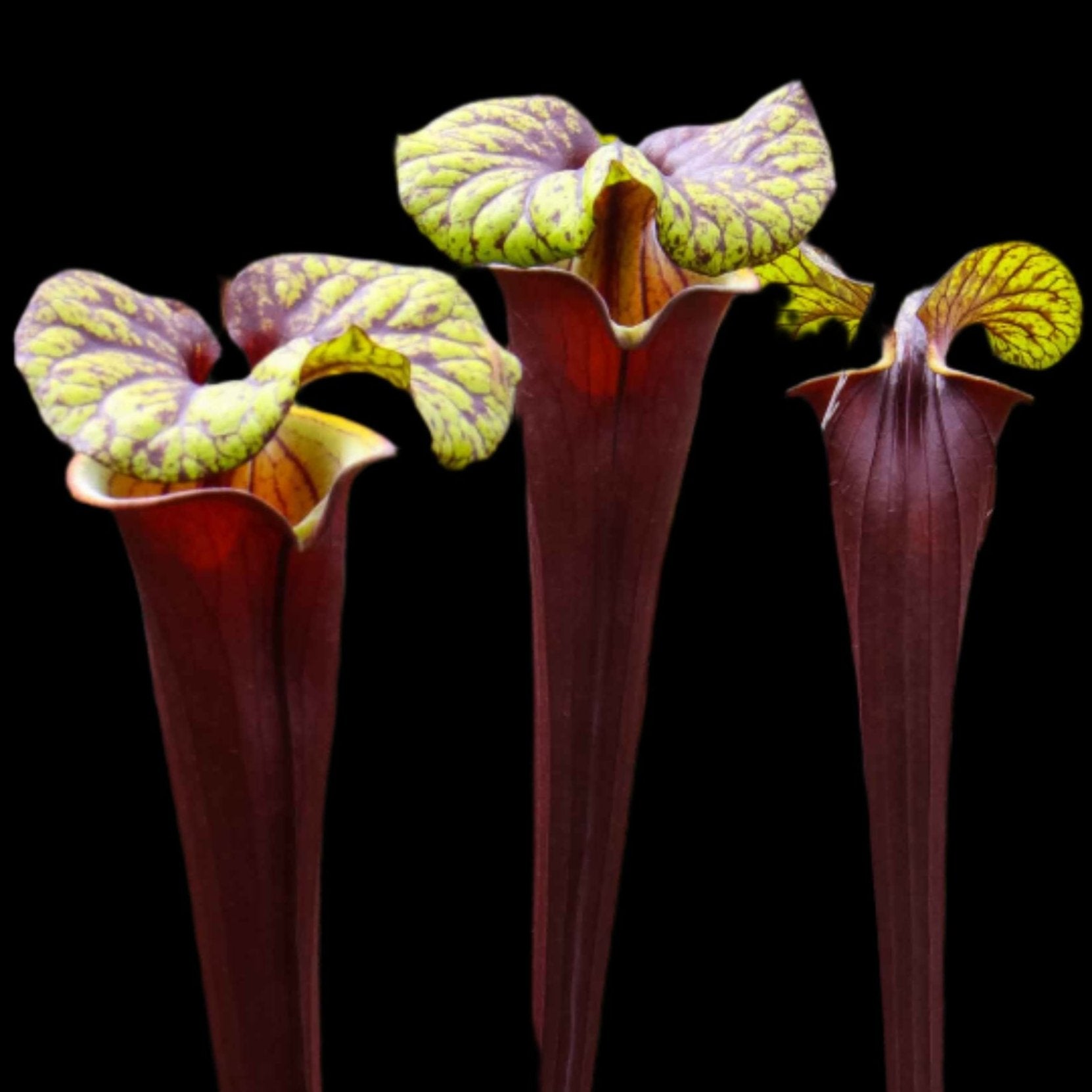 Sarracenia flava var. rubricorpora – Carnivero