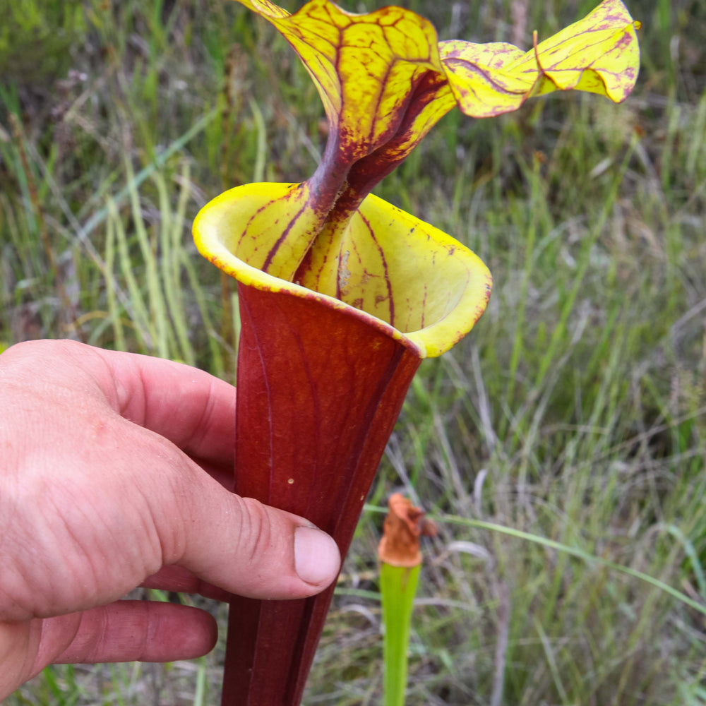 
                      
                        Sarracenia flava var. rubricorpora
                      
                    