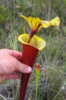 Sarracenia flava var. rubricorpora