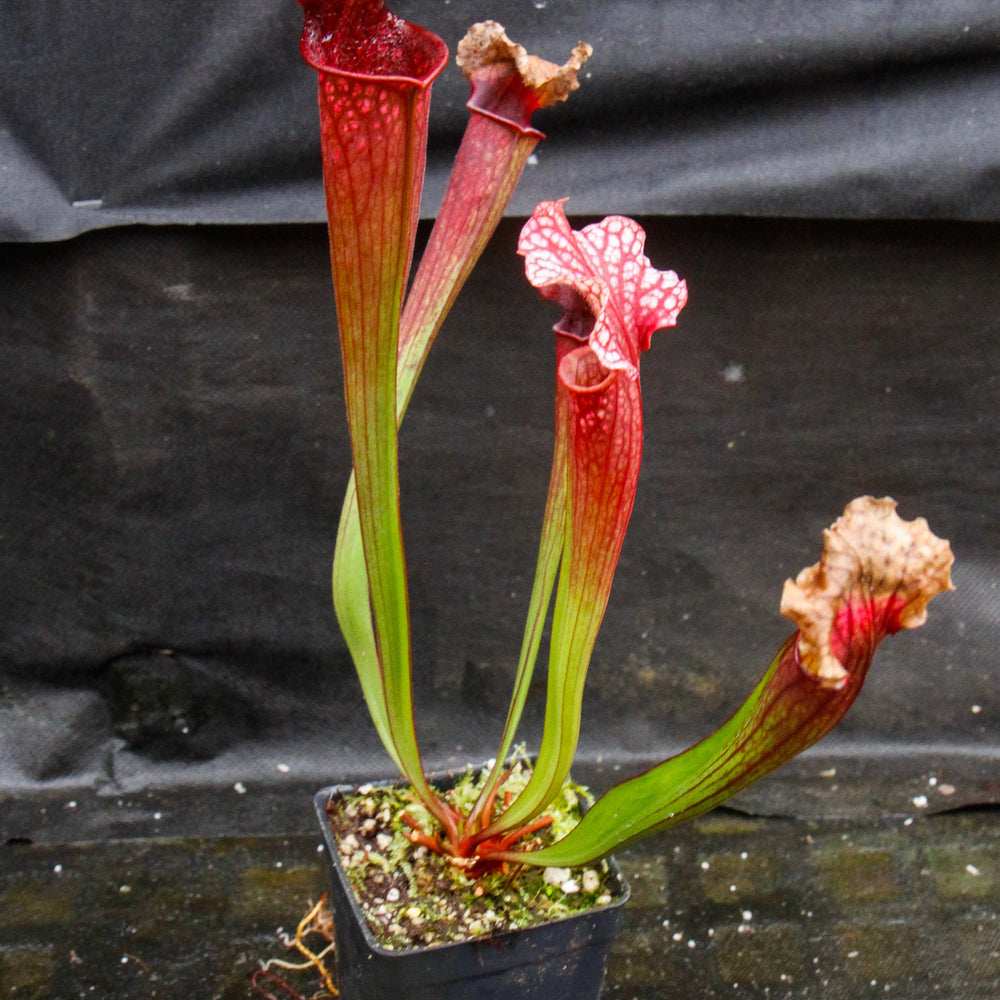 
                      
                        Sarracenia 'Judith Hindle'
                      
                    