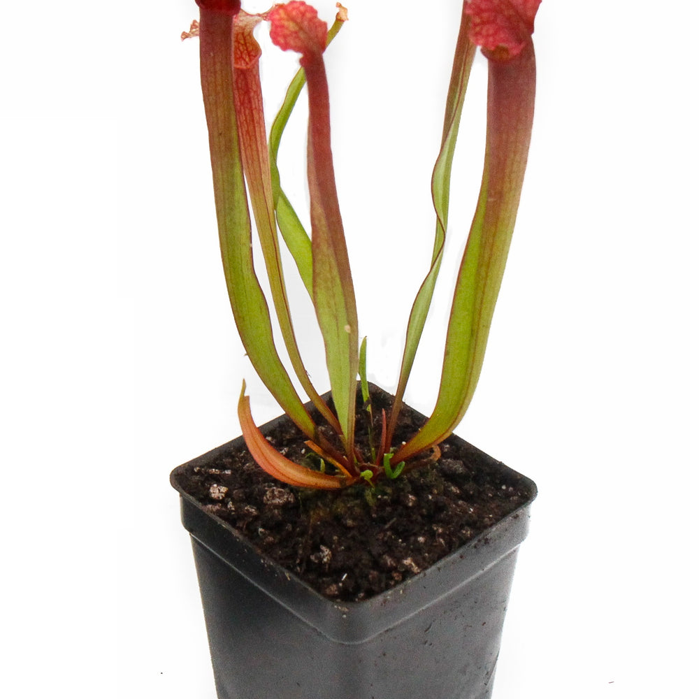
                      
                        Sarracenia 'Judith Hindle'
                      
                    