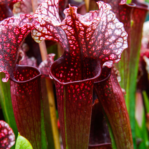Sarracenia Judith Hindle cultivar with tall burgundy pitchers and white speckled lids