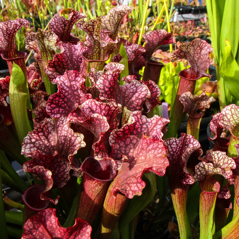 
                      
                        Sarracenia 'Judith Hindle'
                      
                    