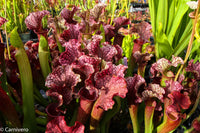 Sarracenia 'Judith Hindle'