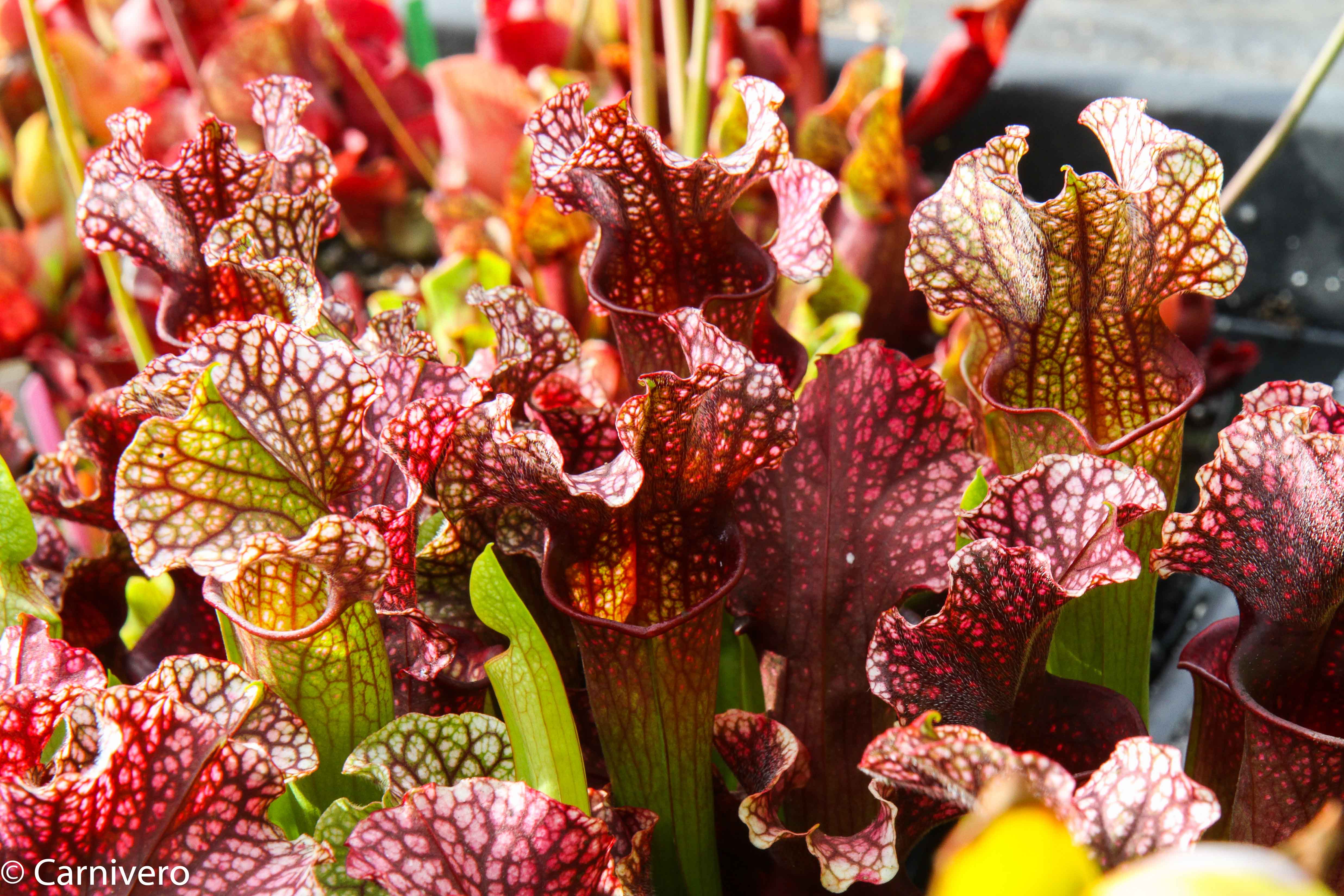 Sarracenia 'Judith Hindle' – Carnivero