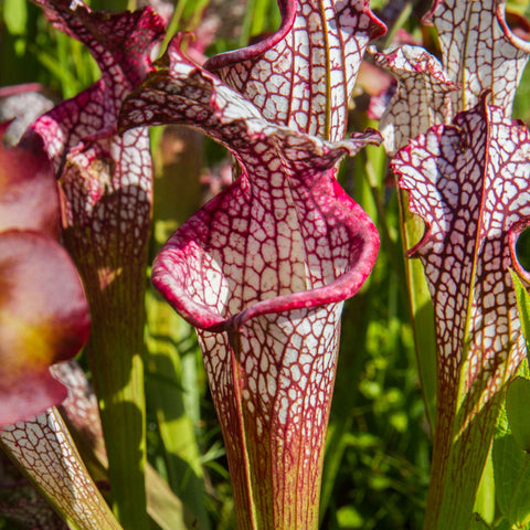 Close up of a Sarracenia leucophylla pitcher plant with white veined leaves and red margins