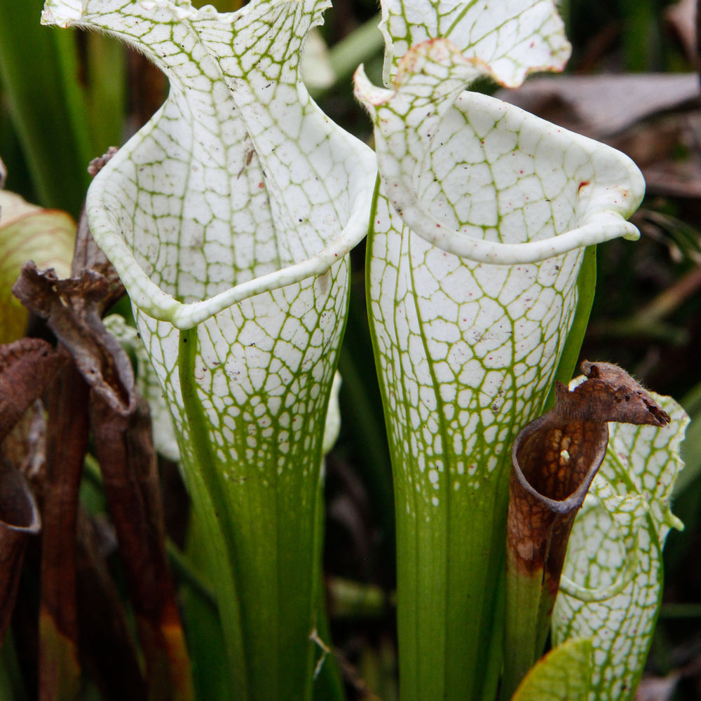 Sarracenia leucophylla var. alba "Hurricane Creek White"