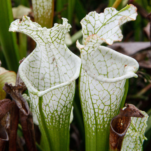 Sarracenia leucophylla var alba Hurricane Creek White pitcher plant with tall white veined pitchers and ruffled lids