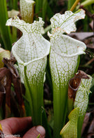 Sarracenia leucophylla var. alba "Hurricane Creek White"