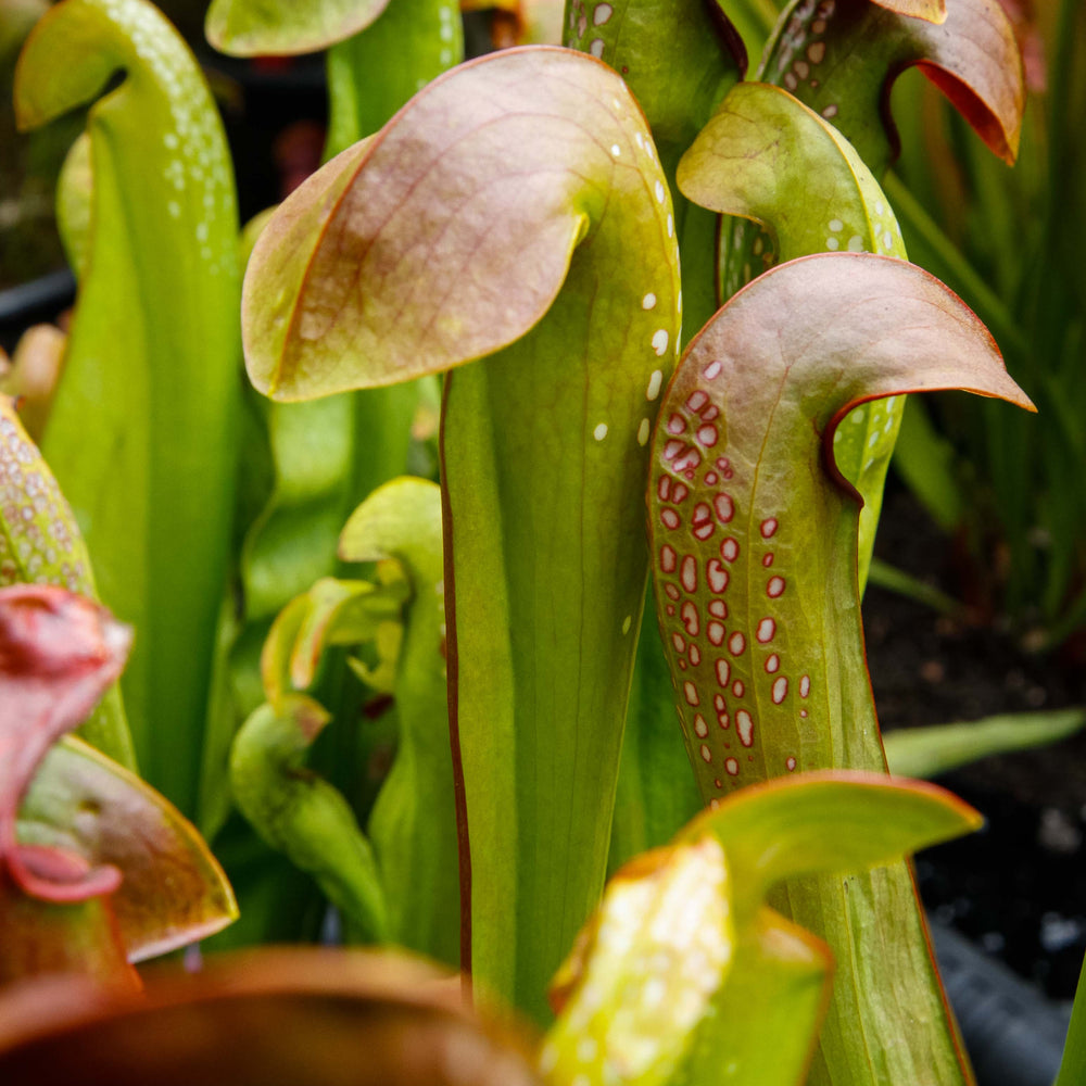 Sarracenia minor var. okeefenokensis
