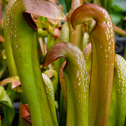 Sarracenia minor var okeefenokensis pitchers with curling hoods green to brown tones and white speckles