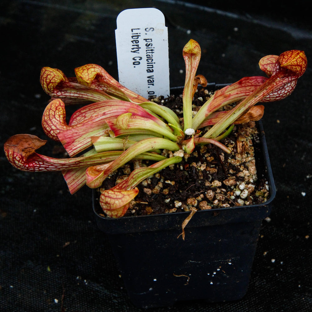 
                      
                        Sarracenia psittacina var. okeefenokensis
                      
                    