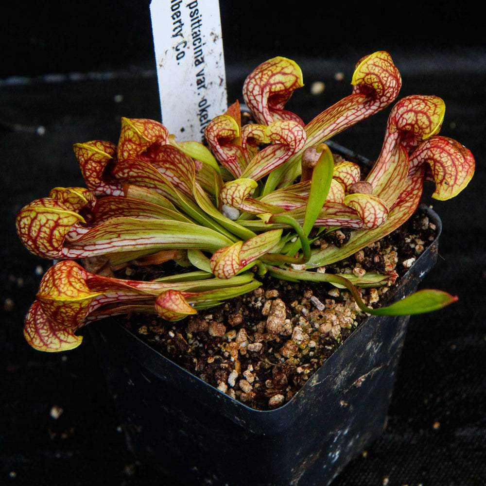 
                      
                        Sarracenia psittacina var. okeefenokensis
                      
                    
