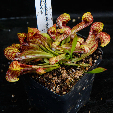 Sarracenia psittacina var okeefenokensis small pitcher plant with yellow leaves and red veining in a pot.
