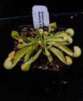 Sarracenia psittacina f. heterophylla