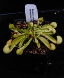 Sarracenia psittacina f. heterophylla