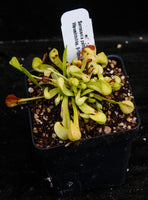 Sarracenia psittacina f. heterophylla