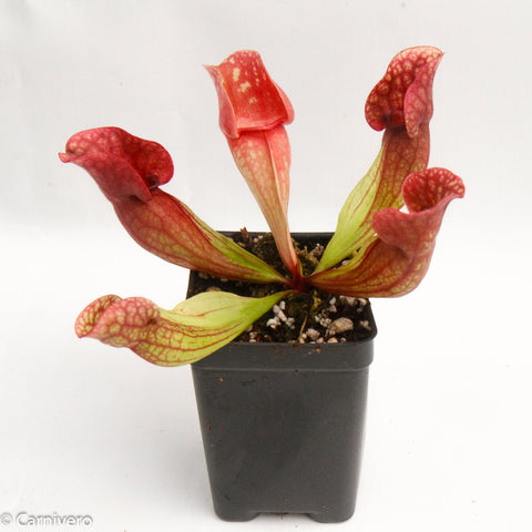 Sarracenia purpurea venosa Red pitcher plant with red veined tubular pitchers in a small pot