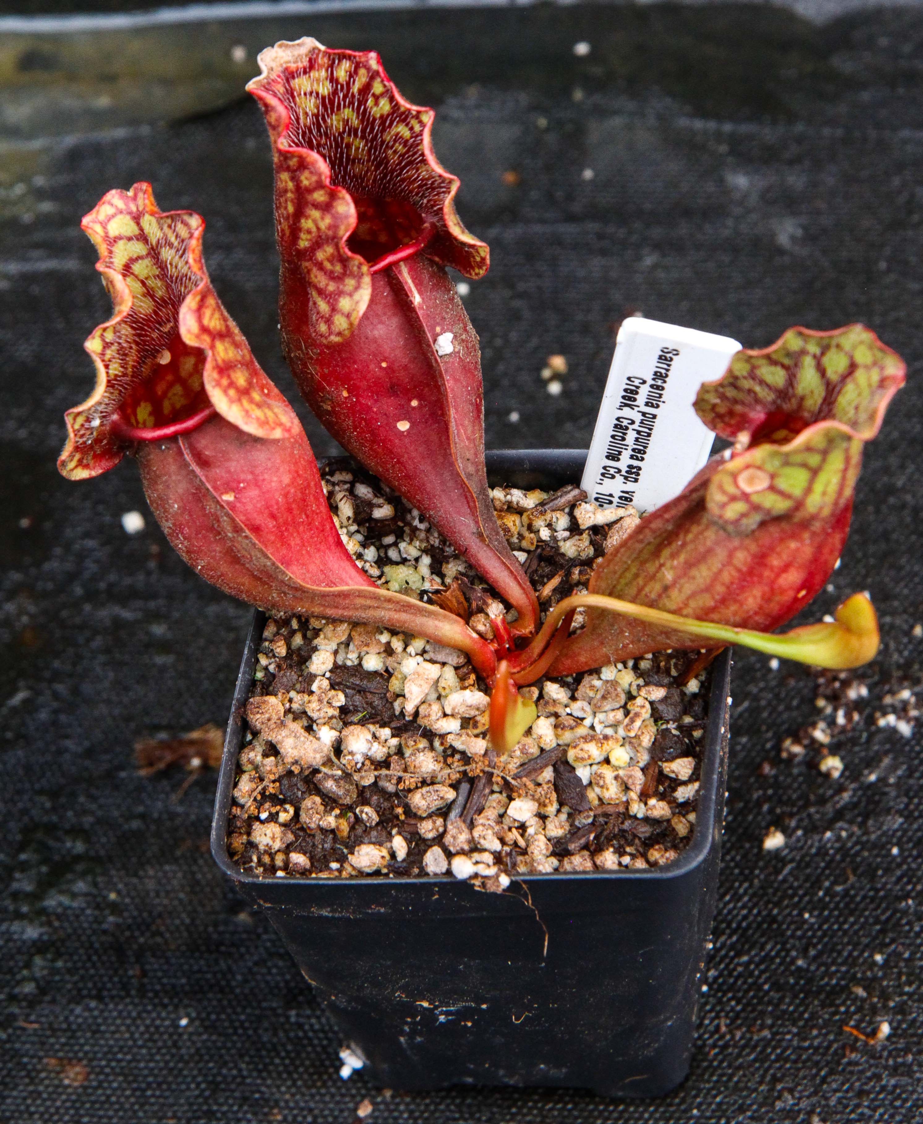 Sarracenia purpurea ssp. venosa, Reedy Creek – Carnivero