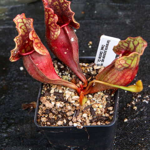 Sarracenia purpurea ssp venosa Reedy Creek with red upright pitchers and yellow mottled interiors