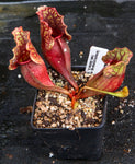 Sarracenia purpurea ssp. venosa, Reedy Creek