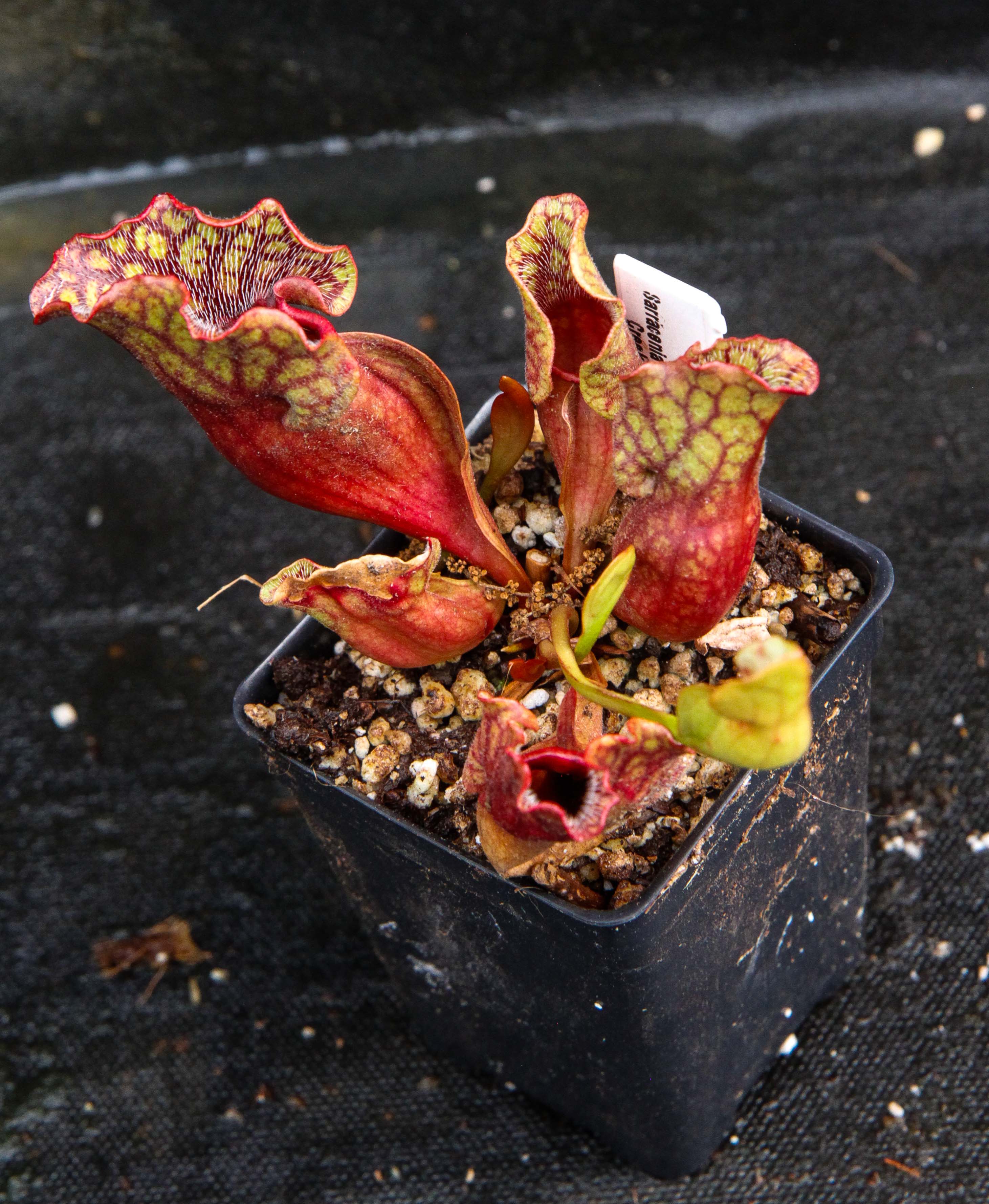 Sarracenia purpurea ssp. venosa, Reedy Creek – Carnivero