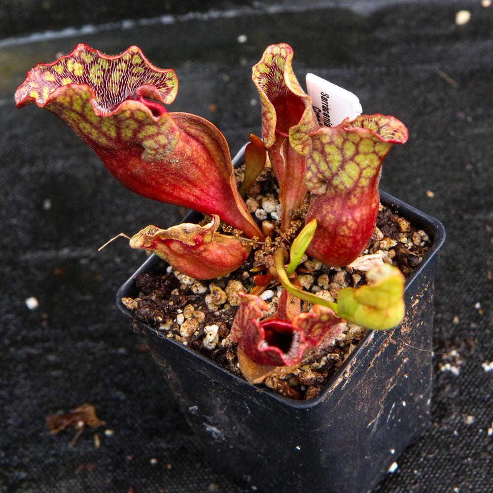 
                      
                        Sarracenia purpurea ssp. venosa, Reedy Creek
                      
                    