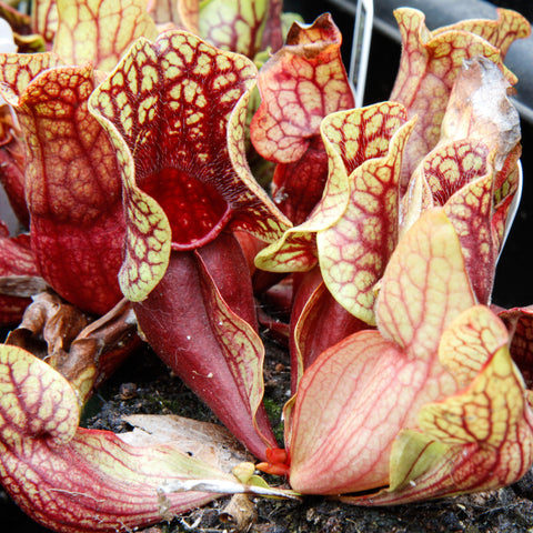 Sarracenia purpurea ssp venosa with red and yellow veined pitchers forming a cluster