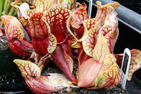 Sarracenia purpurea ssp. venosa