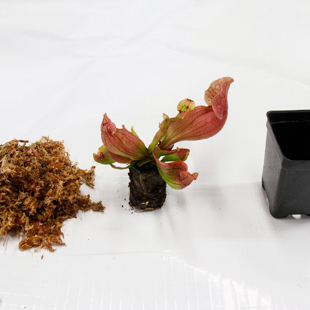 
                      
                        Sarracenia rosea 'Fat Chance'
                      
                    