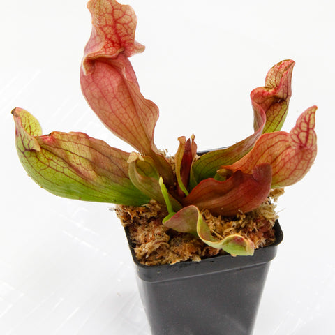 Sarracenia rosea Fat Chance pitcher plant with pink red veined leaves in a small black pot