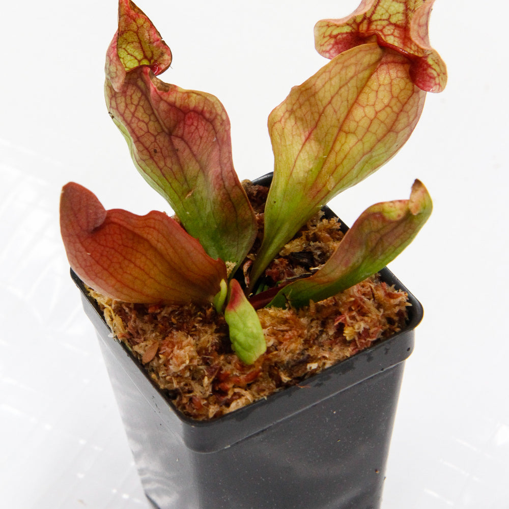 Sarracenia rosea 'Fat Chance'