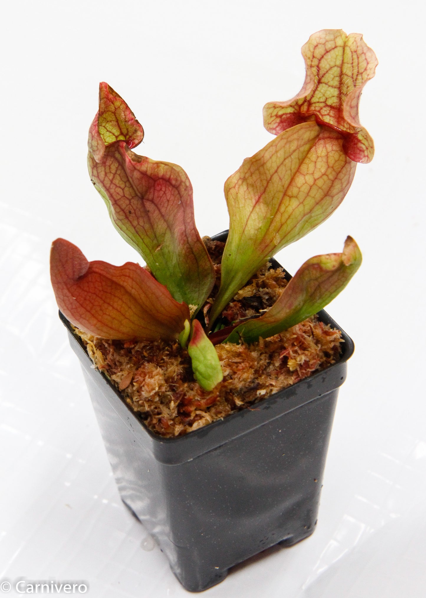 Sarracenia rosea 'Fat Chance'