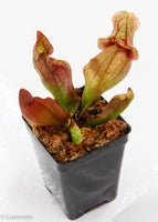 Sarracenia rosea 'Fat Chance'