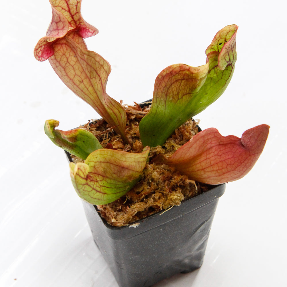 
                      
                        Sarracenia rosea 'Fat Chance'
                      
                    