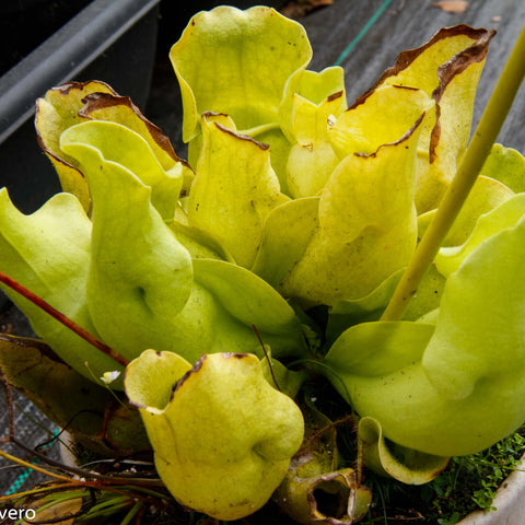 Sarracenia rosea f luteola plant with chartreuse leaves and brown edged tips in a pot.