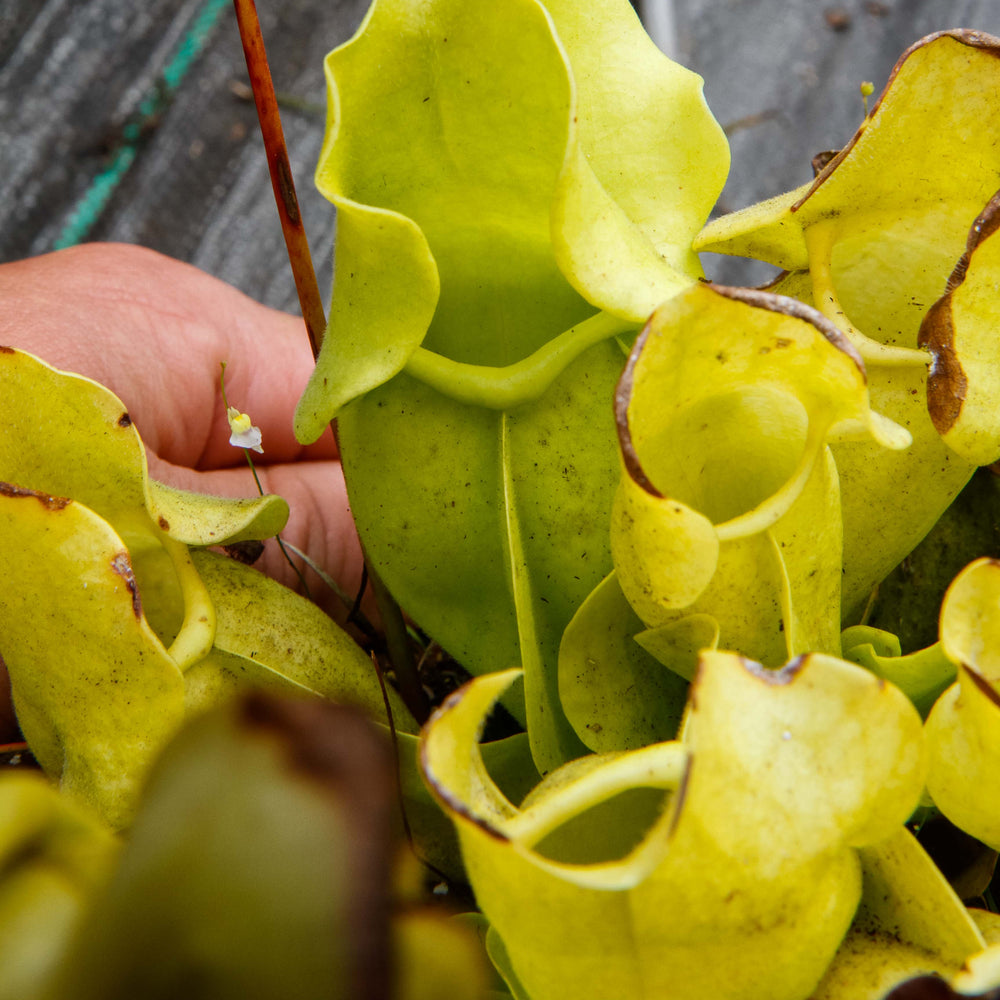 Sarracenia rosea f. luteola