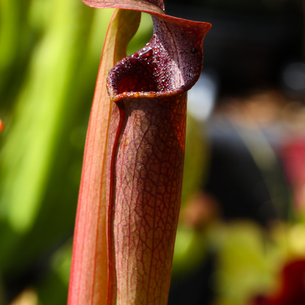 
                      
                        Sarracenia rubra ssp. wherryi
                      
                    