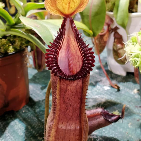 Nepenthes hamata x edwardsiana pitcher with a tall burgundy spiked peristome and a pinkish body