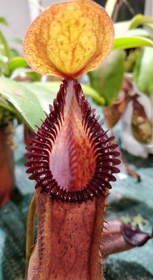 Nepenthes hamata x edwardsiana - Exact Plant 03/01/24