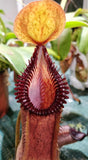 Nepenthes hamata x edwardsiana