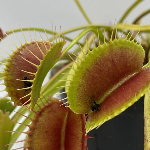 Close up of Switzerland Giant Venus flytrap with green outer lobes and red inner surfaces and long spiny cilia