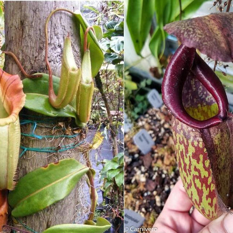 Epiphytic Nepenthes hybrid with pale green pitcher on left and burgundy mottled pitcher on right attached to a tree.
