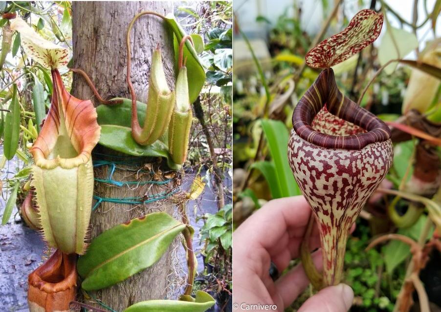 [現品•希少株]veitchii×Vassei ベイチーバッセイ交配種　子株付き Nepenthes (tiveyi x veitchii) x vogelii - CAR-0026 – Carnivero